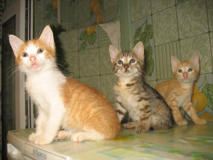 Отдам в добрые руки домашних котят.