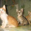 Отдам в добрые руки домашних котят.