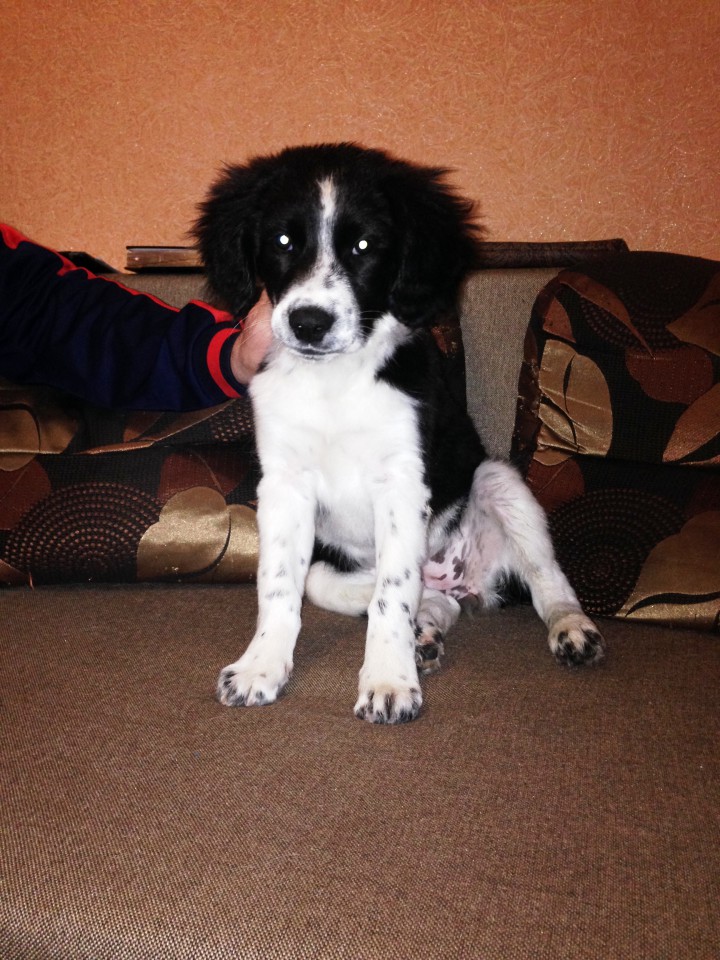 Отдам в добрые руки щенка спаниеля