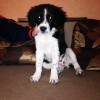 Отдам в добрые руки щенка спаниеля