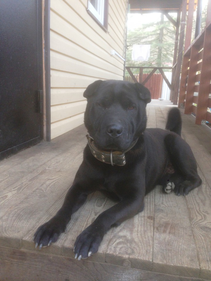 Отдам в добрые руки китайского бойцового пса