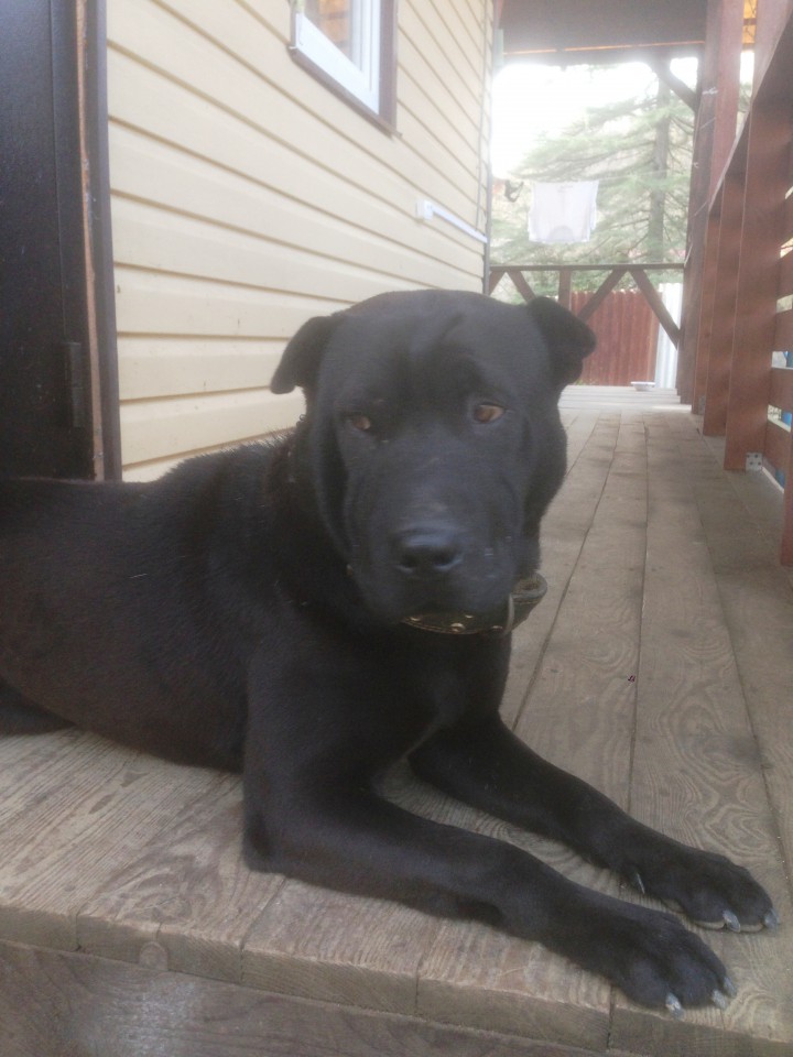 Отдам в добрые руки китайского бойцового пса