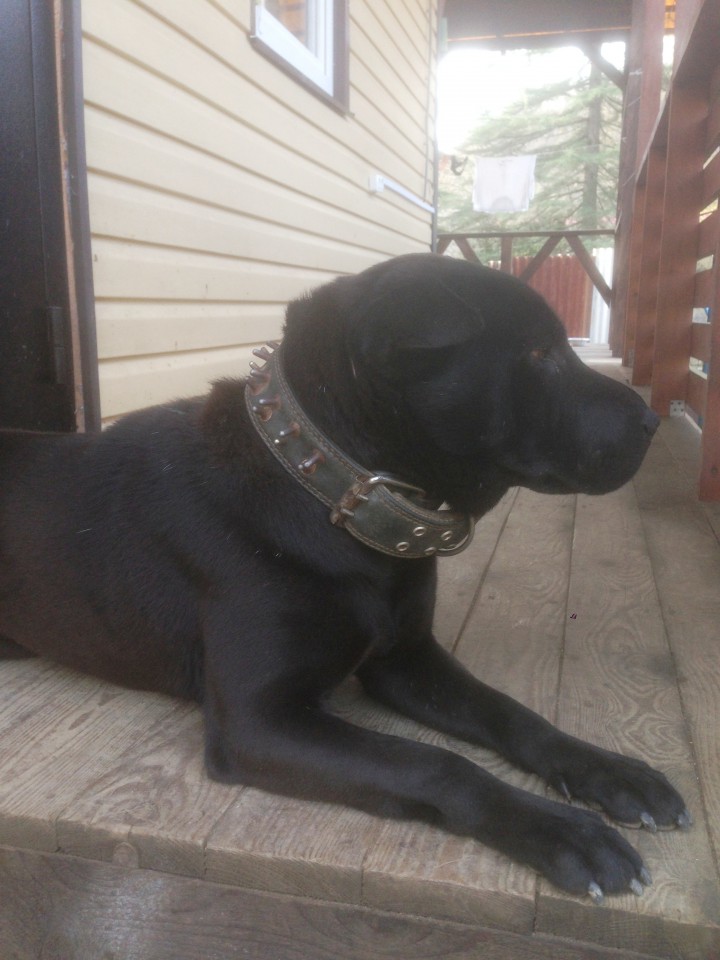 Отдам в добрые руки китайского бойцового пса