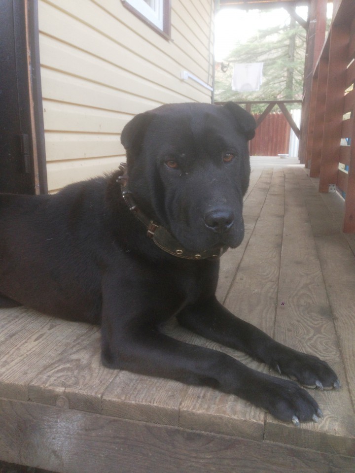 Отдам в добрые руки китайского бойцового пса