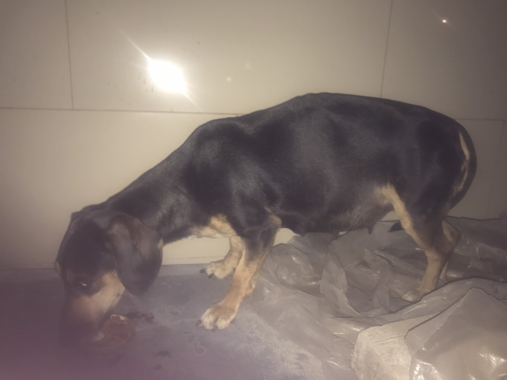 Нашлась беременная собака!!!!