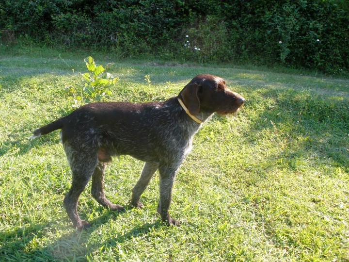 Пропала собака