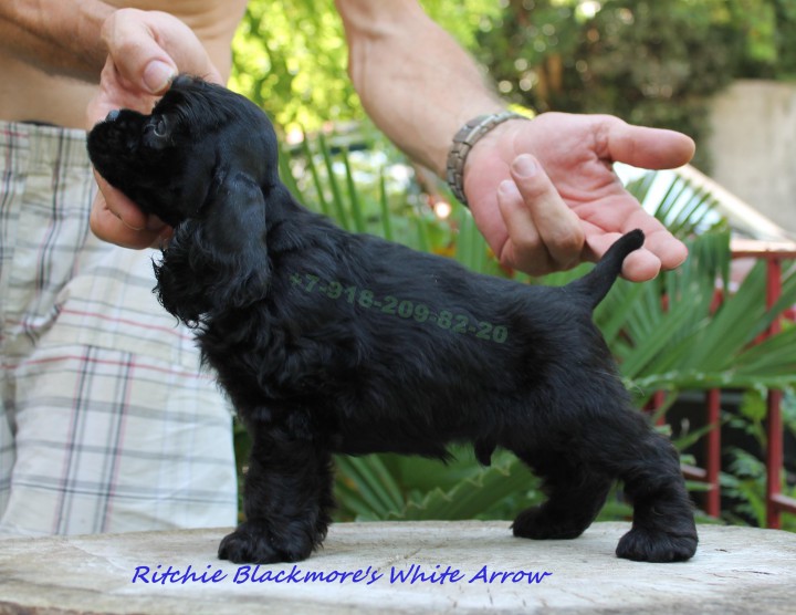 Продается американский кокер-спаниель