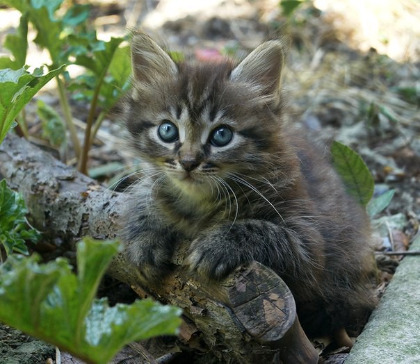 Очень красивые котята в добрые руки