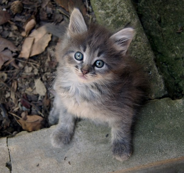 Очень красивые котята в добрые руки