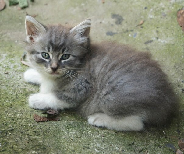 Очень красивые котята в добрые руки