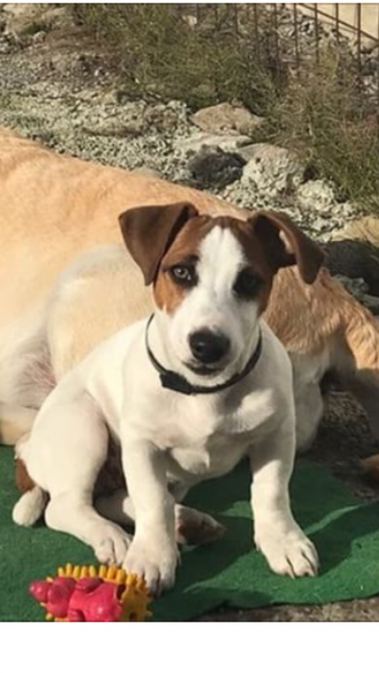 Потерялась собака