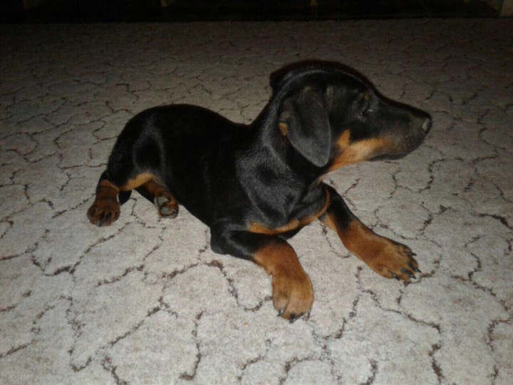 ПРОПАЛА собака