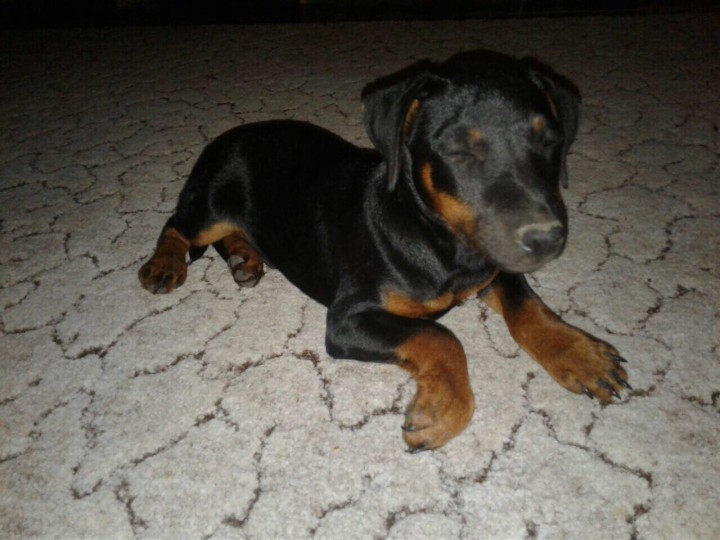 ПРОПАЛА собака