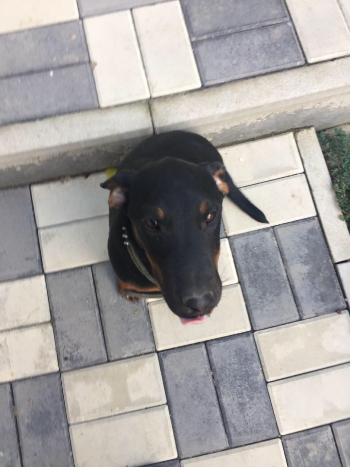 ПРОПАЛА собака