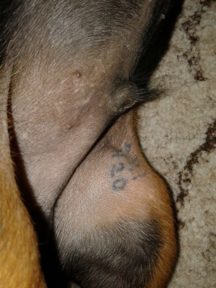 ПРОПАЛА собака