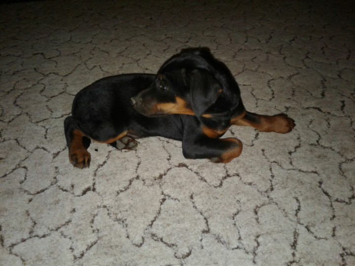 ПРОПАЛА собака