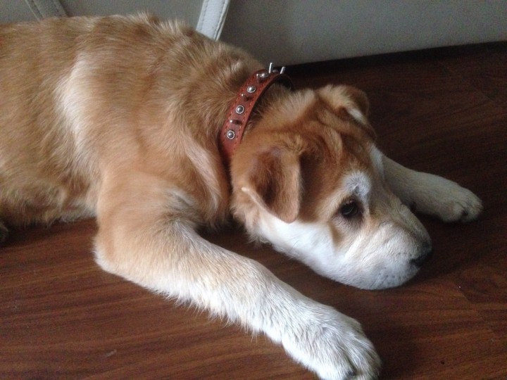 Найден щенок.