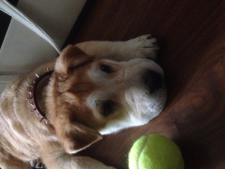 Найден щенок.