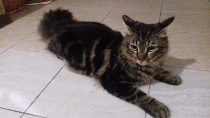 ПОТЕРЯЛСЯ КОТ!!!(((