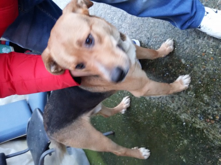 найдена собака