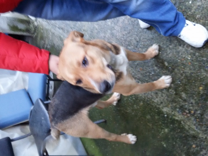 найдена собака