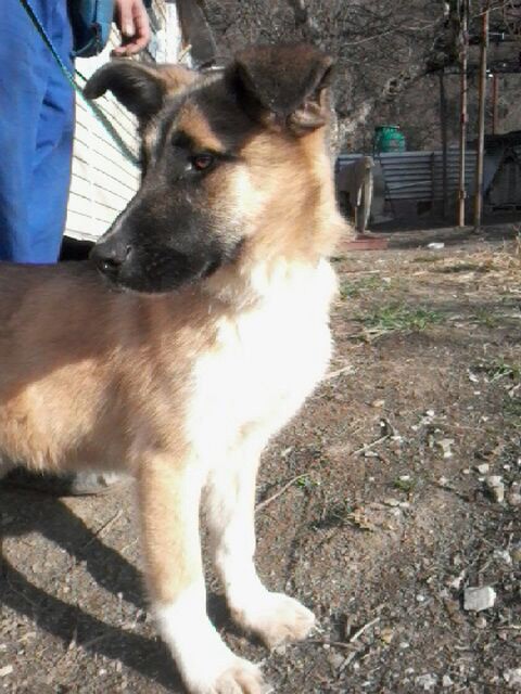 В хорошие руки!