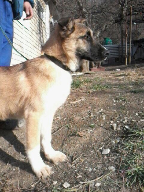 В хорошие руки!