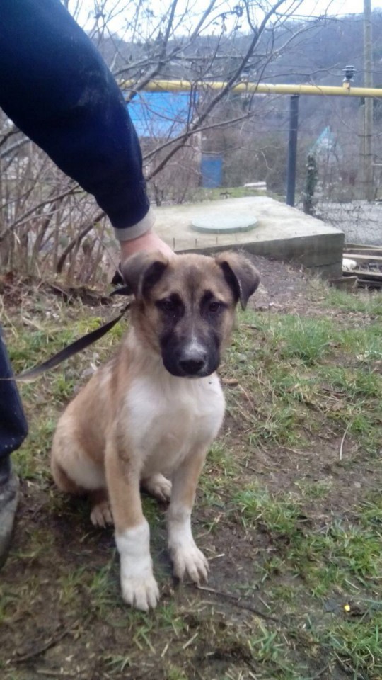 В хорошие руки!