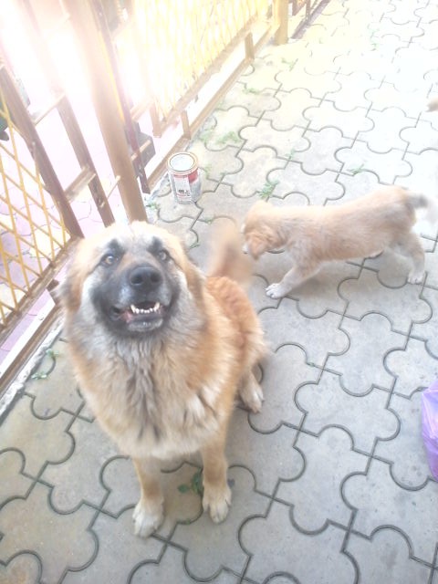 ЩЕНКИ. ОТДАМ