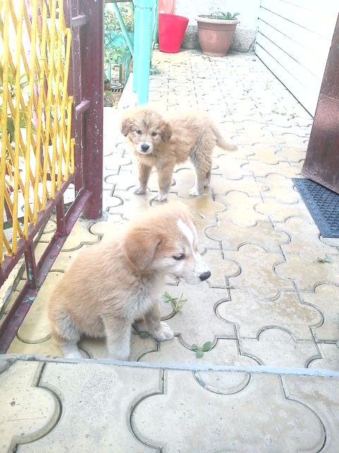 ЩЕНКИ. ОТДАМ