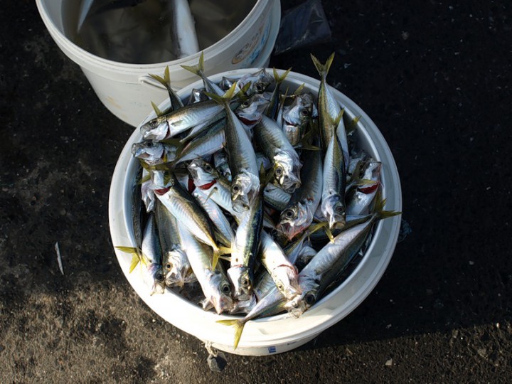 Морская рыбалка и прогулки - лучшее на Майские!