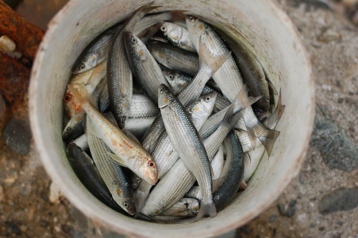 Морская рыбалка и прогулки - лучшее на Майские!