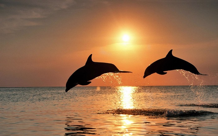 Морская рыбалка и морские прогулки в Сочи ежедневно