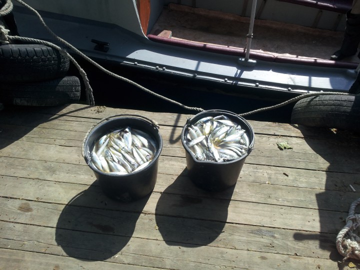 Морская рыбалка и морские прогулки в Сочи ежедневно