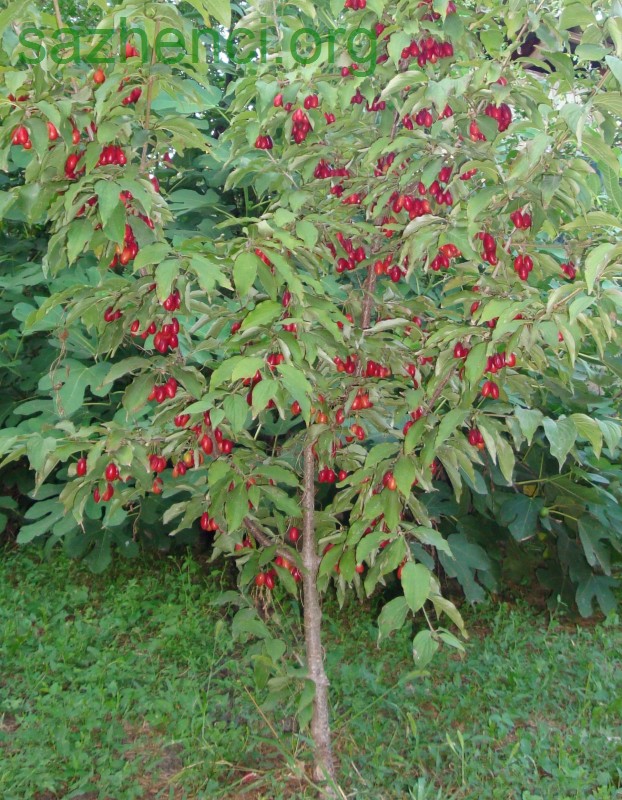 Саженцы кизила садового