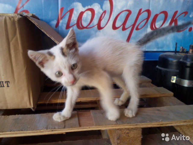 котенок ищет дом