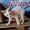 котенок ищет дом