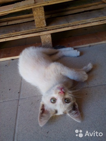 котенок ищет дом
