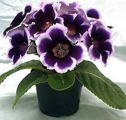 КУПЛЮ ГЛОКСИНИИ, ну и другие цветочки посмотрю