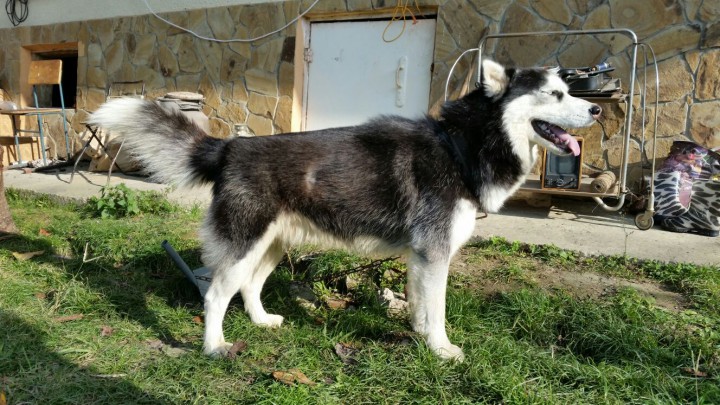 Отдам в добрые, надежные руки