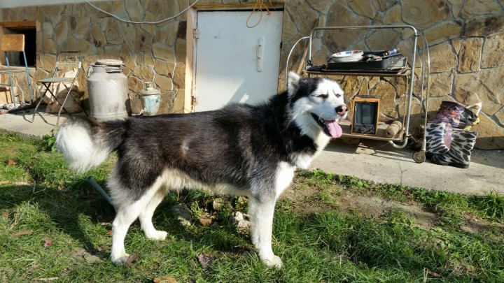 Отдам в добрые, надежные руки