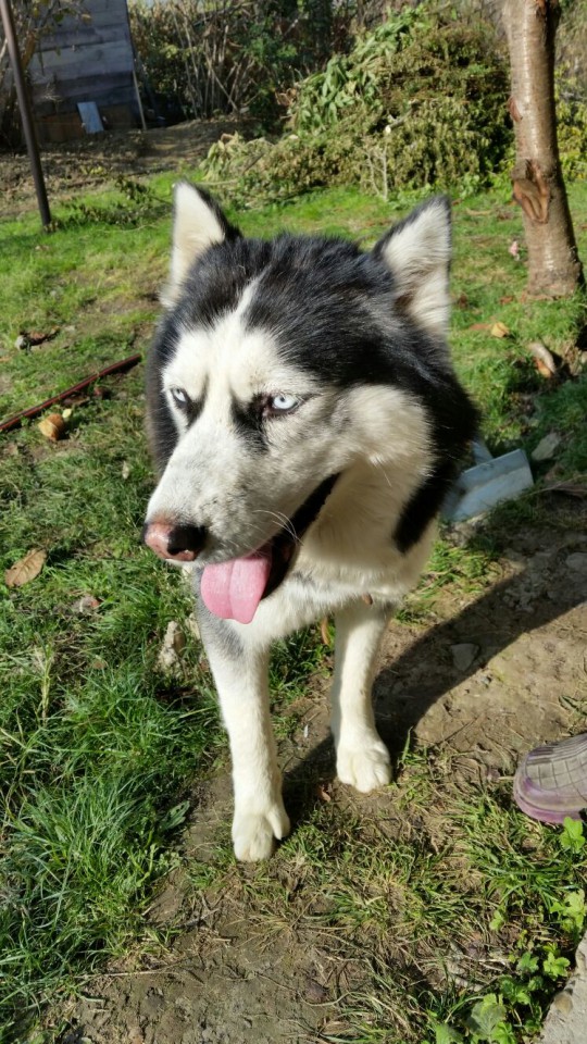 Отдам в добрые, надежные руки