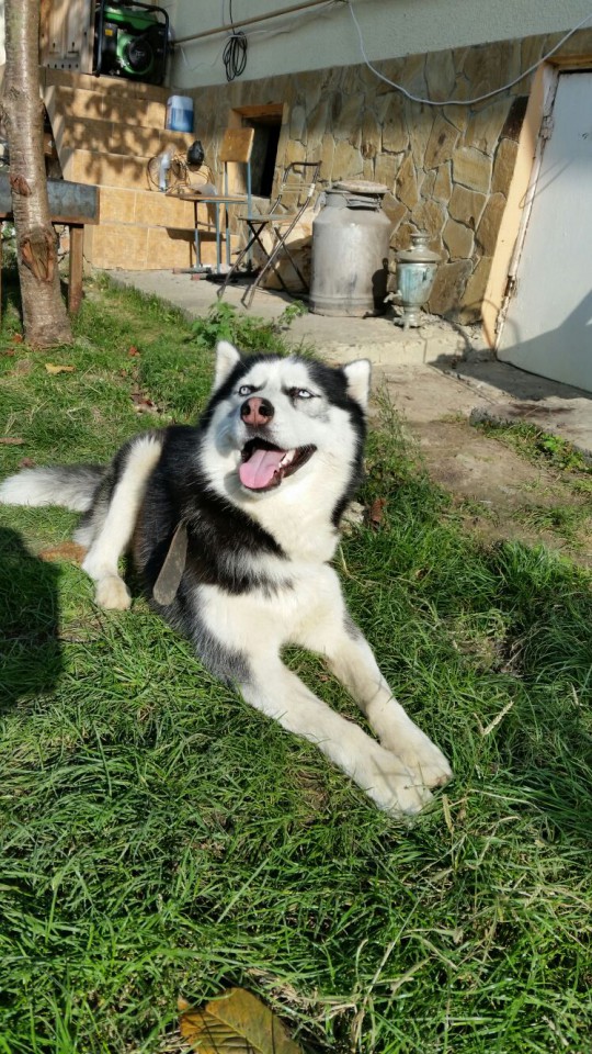 Отдам в добрые, надежные руки