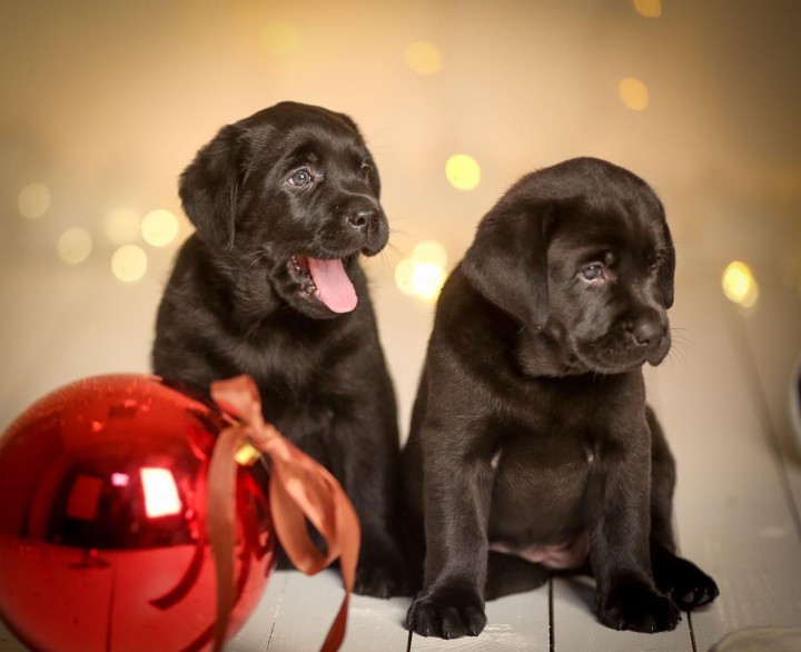 Предлагаем к продаже щенков породы Лабрадор-ретривер