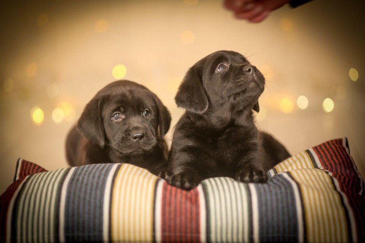 Предлагаем к продаже щенков породы Лабрадор-ретривер