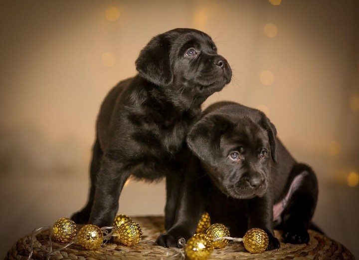 Предлагаем к продаже щенков породы Лабрадор-ретривер