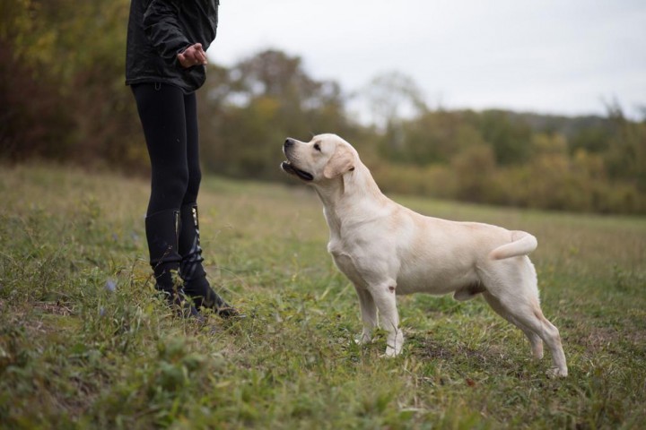 Предлагаем к продаже щенков породы Лабрадор-ретривер