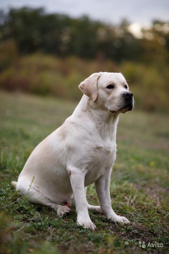 Предлагаем к продаже щенков породы Лабрадор-ретривер