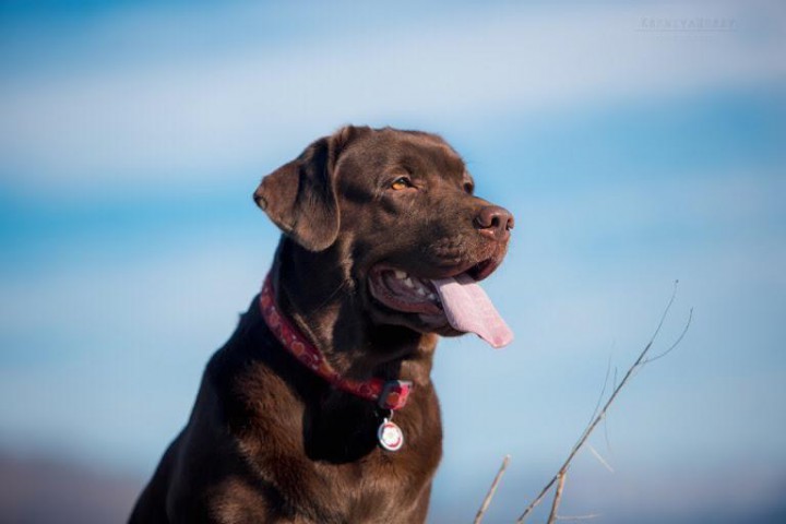 Предлагаем к продаже щенков породы Лабрадор-ретривер
