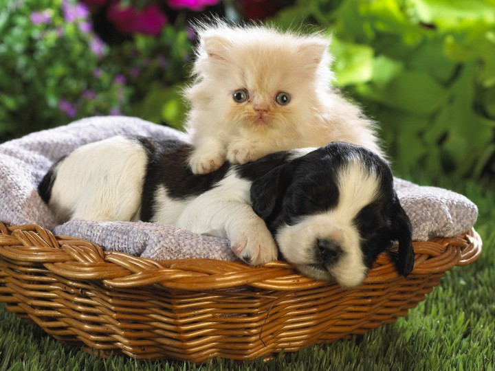 обмен путевки в дет.сад.